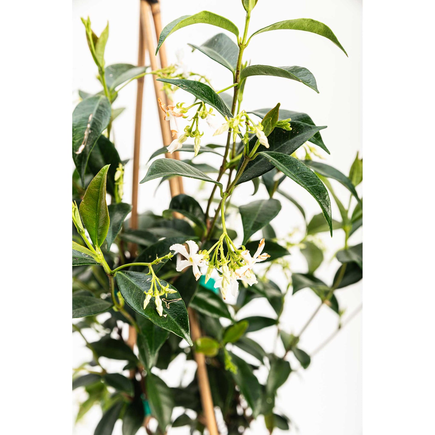 Star Jasmine Climbing Vine and Garden Essential