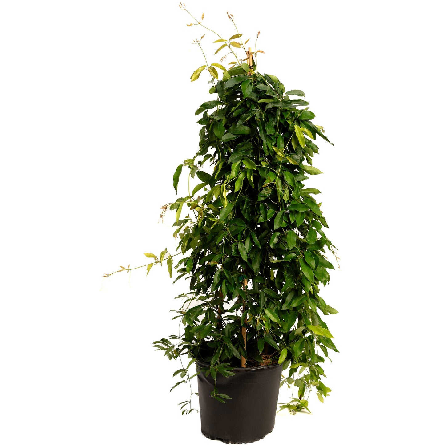 Tangerine Beauty Crossvine plant in black pot with glossy green leaves and climbing stems on Tampa Home & Garden Store