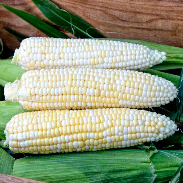Who Gets Kissed Sweet Corn ears from Seedtime Store; pale kernels on green husks on Tampa Home & Garden Store