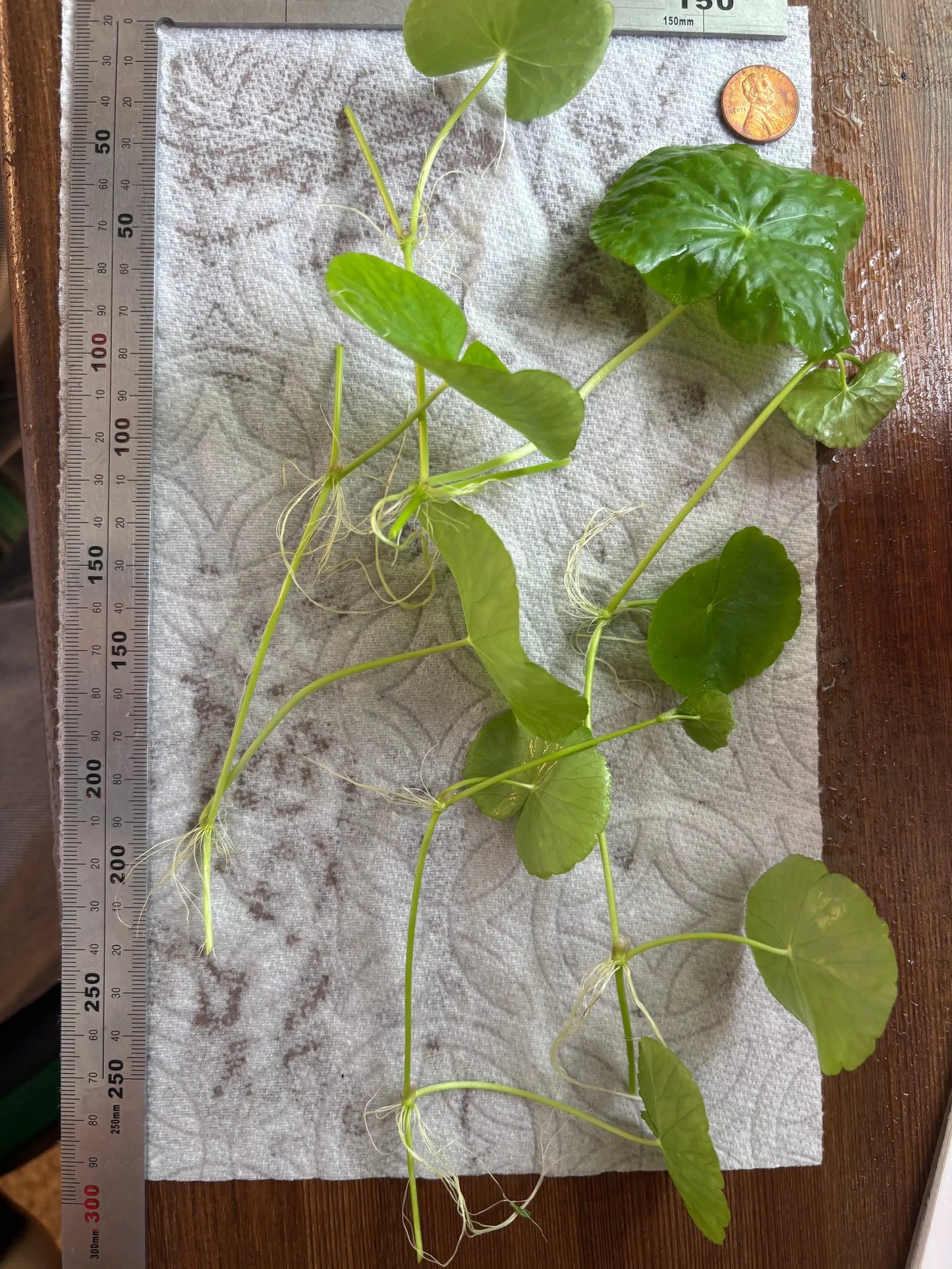Brazilian Pennywort/Hydrocotyle Leucocephala (5+ shoots ~2-3 leaves each) - Tampa Home & Garden Store