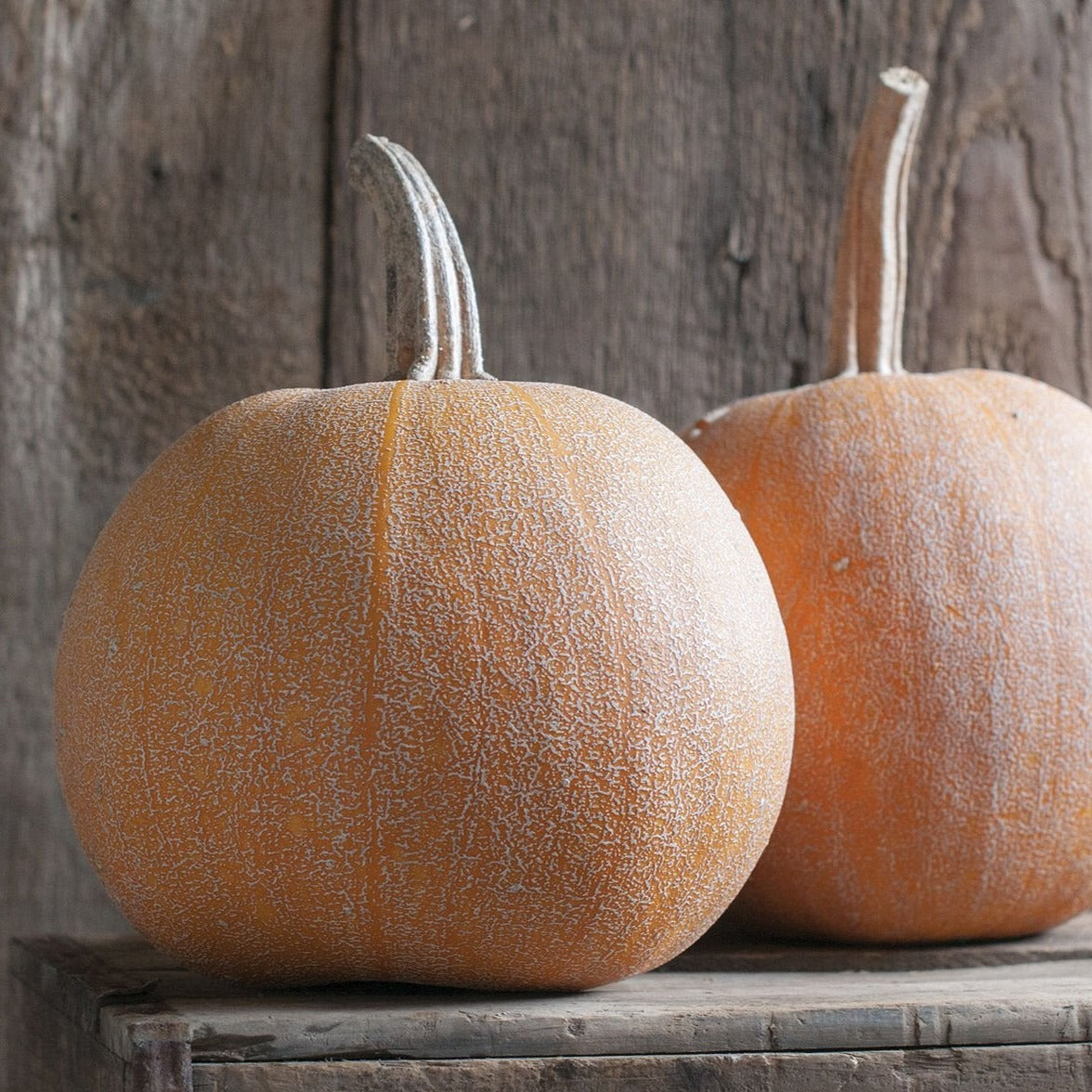 Winter Luxury Pumpkin seeds two pumpkins on rustic wooden surface Seedtime Store on Tampa Home & Garden Store