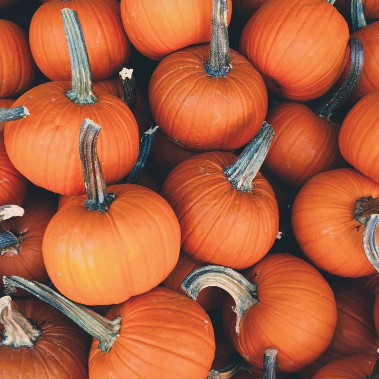 Sugar Pie pumpkins in a dense stack of bright orange gourds with sturdy stems on Tampa Home & Garden Store