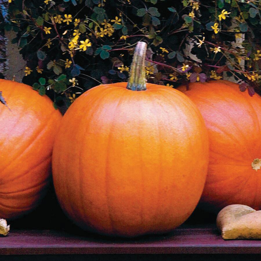 Jack O Lantern pumpkins, orange gourds with stems, set of 3 on Tampa Home & Garden Store