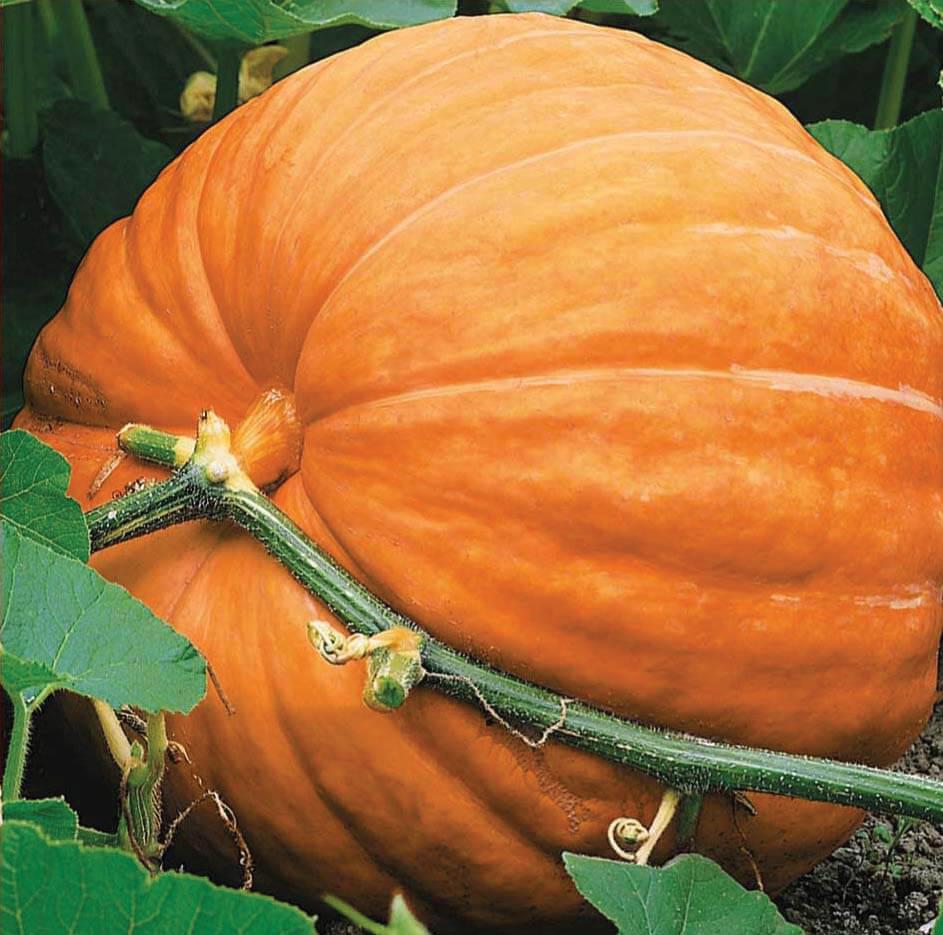 Big Max Pumpkin seeds Seedtime Store large orange pumpkin on green vine on Tampa Home & Garden Store