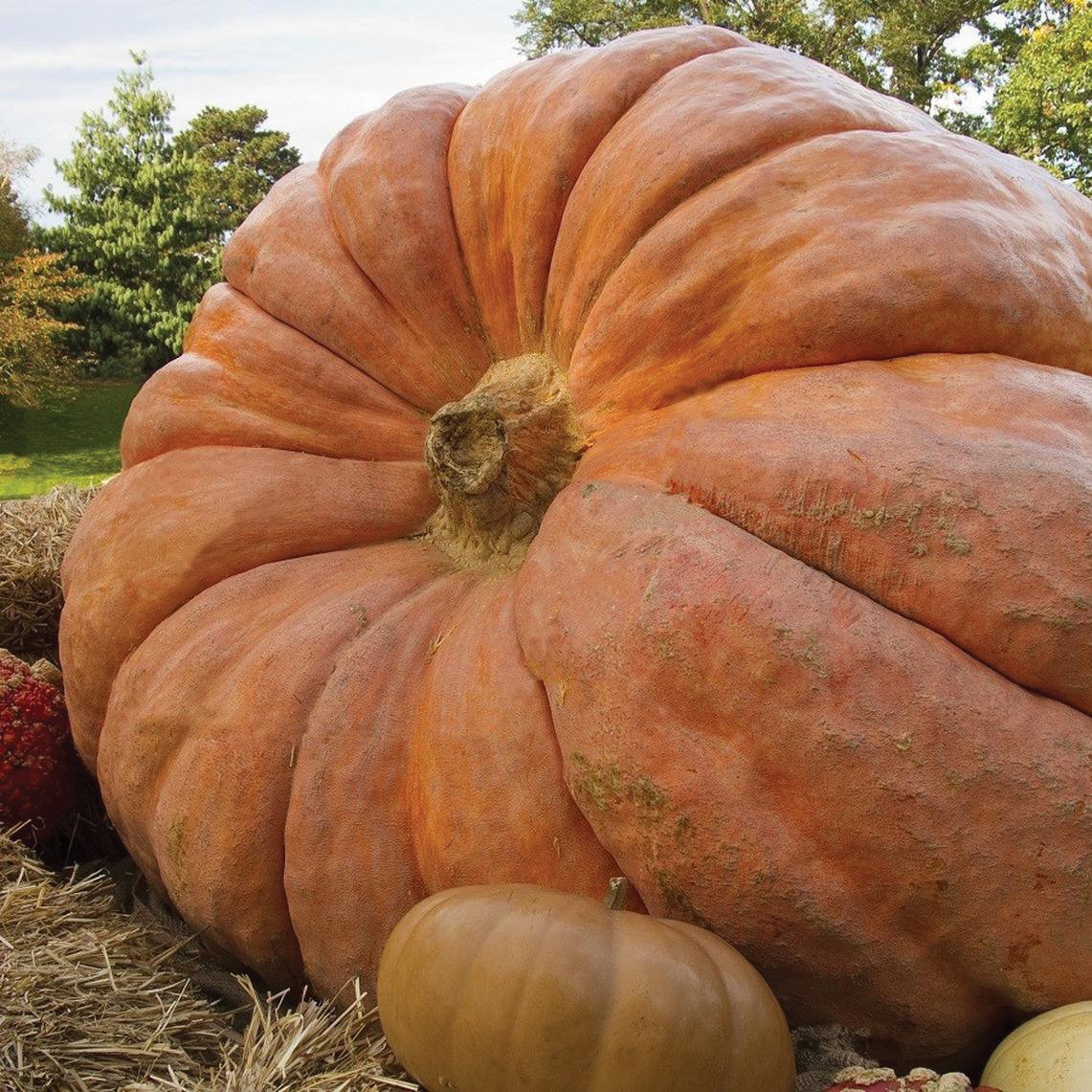 Atlantic Giant pumpkin seeds, two pumpkins with ridges and stout stems Seedtime Store on Tampa Home & Garden Store
