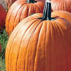 Connecticut Field pumpkins, heirloom bulk variety, orange harvest, multiple pumpkins on Tampa Home & Garden Store
