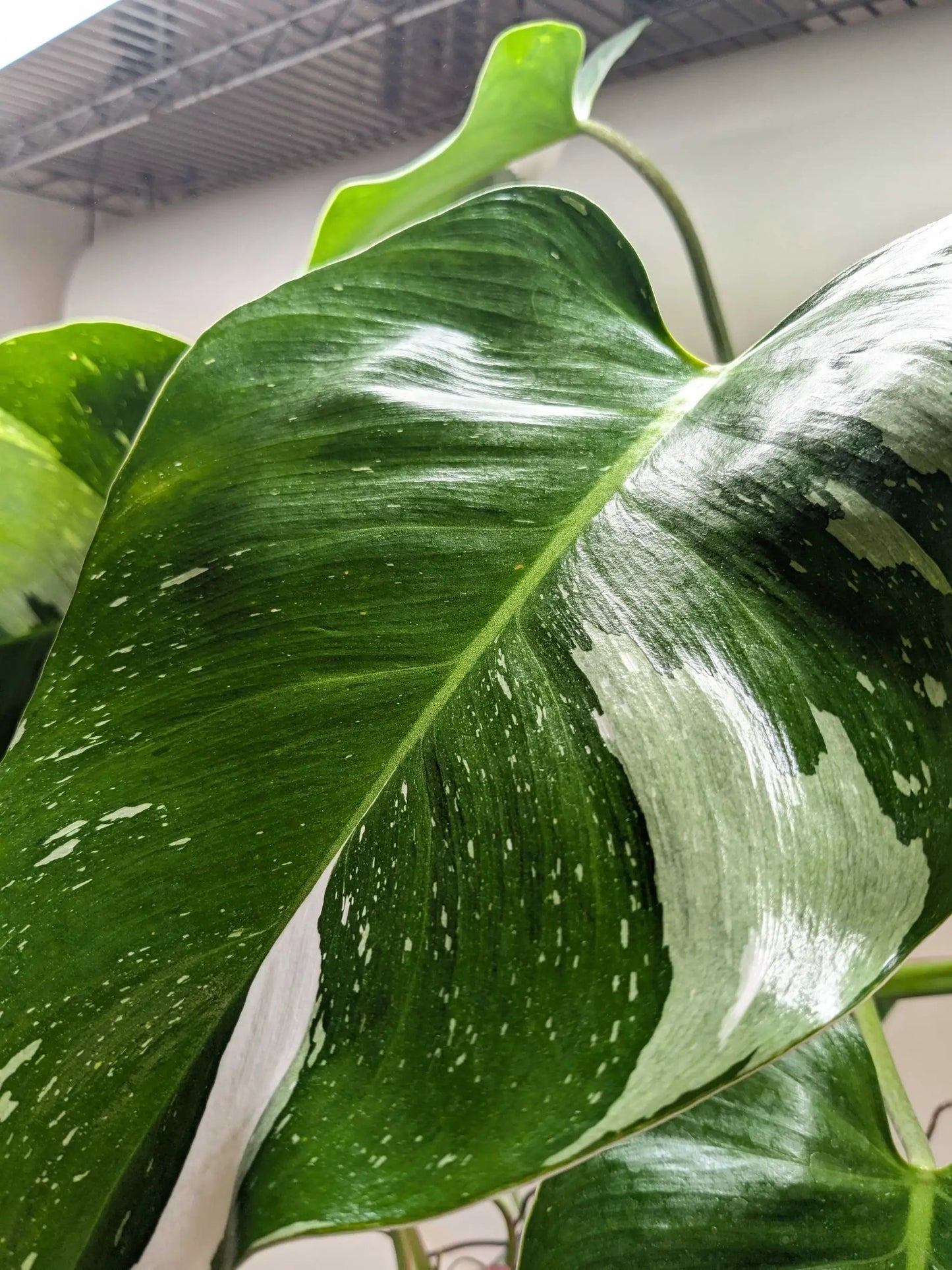 Philodendron 'White Princess' - Tampa Home & Garden Store