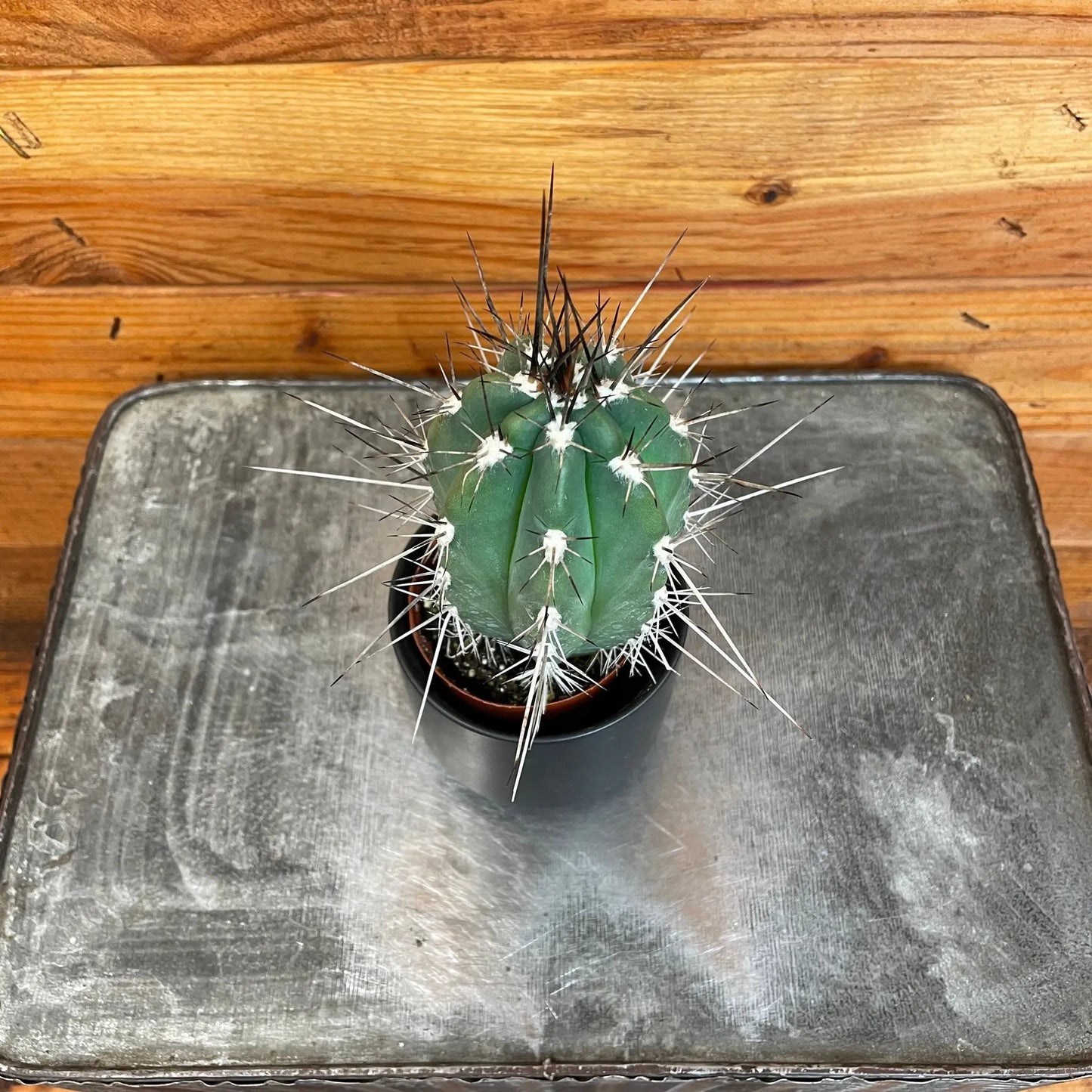 Pachycereus Pringlei cactus, 2 in, green segmented stem with white woolly areoles on Tampa Home & Garden Store