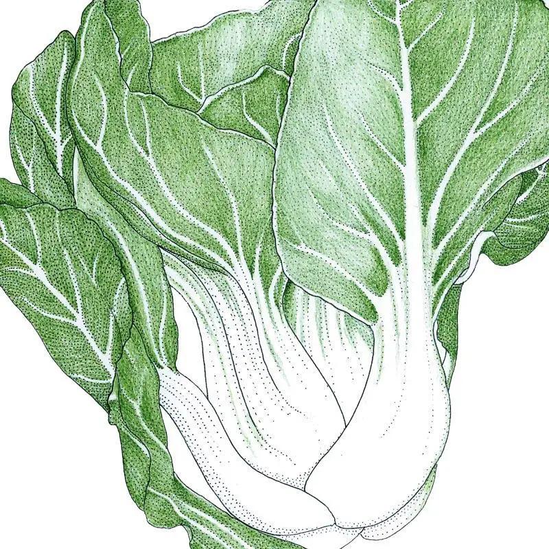 Organic pak choi baby Shanghai greens seeds green bok choy illustration with white stems on Tampa Home & Garden Store