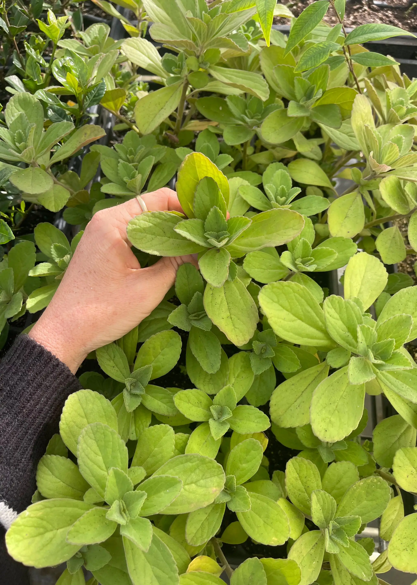 Panadol Plant Plectranthus caninus ornamental herb with lime-green fuzzy leaves Sow Exotic on Tampa Home & Garden Store