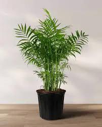 Parlor Palm easy-care houseplant in a black nursery pot with lush green fronds on Tampa Home & Garden Store
