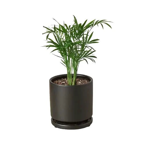 Parlor Palm - Tampa Home & Garden Store
