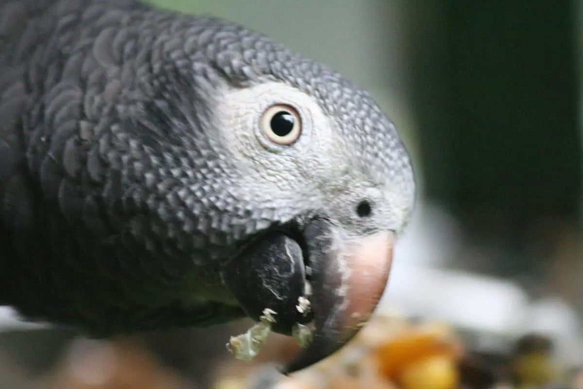 Parrot head close-up in gray feathers with eye and beak; parrot food sample pack imagery on Tampa Home & Garden Store