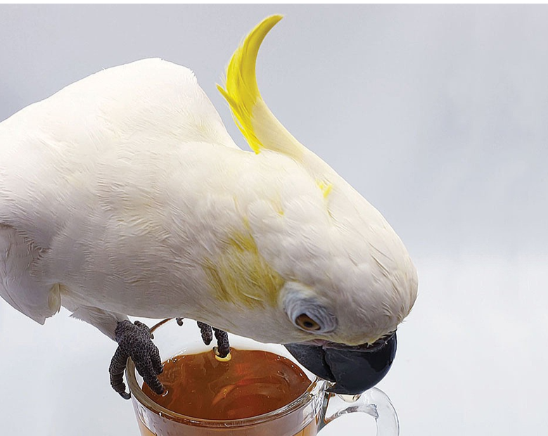 Parrot Tea Bundle Pack - Tampa Home & Garden Store