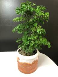 Parsley Aralia - Tampa Home & Garden Store