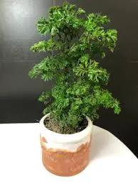Parsley Aralia houseplant for small spaces in a terracotta pot with green foliage on Tampa Home & Garden Store