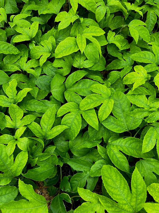 Passiflora 'Bounty' (Passiflora edulis) - Tampa Home & Garden Store