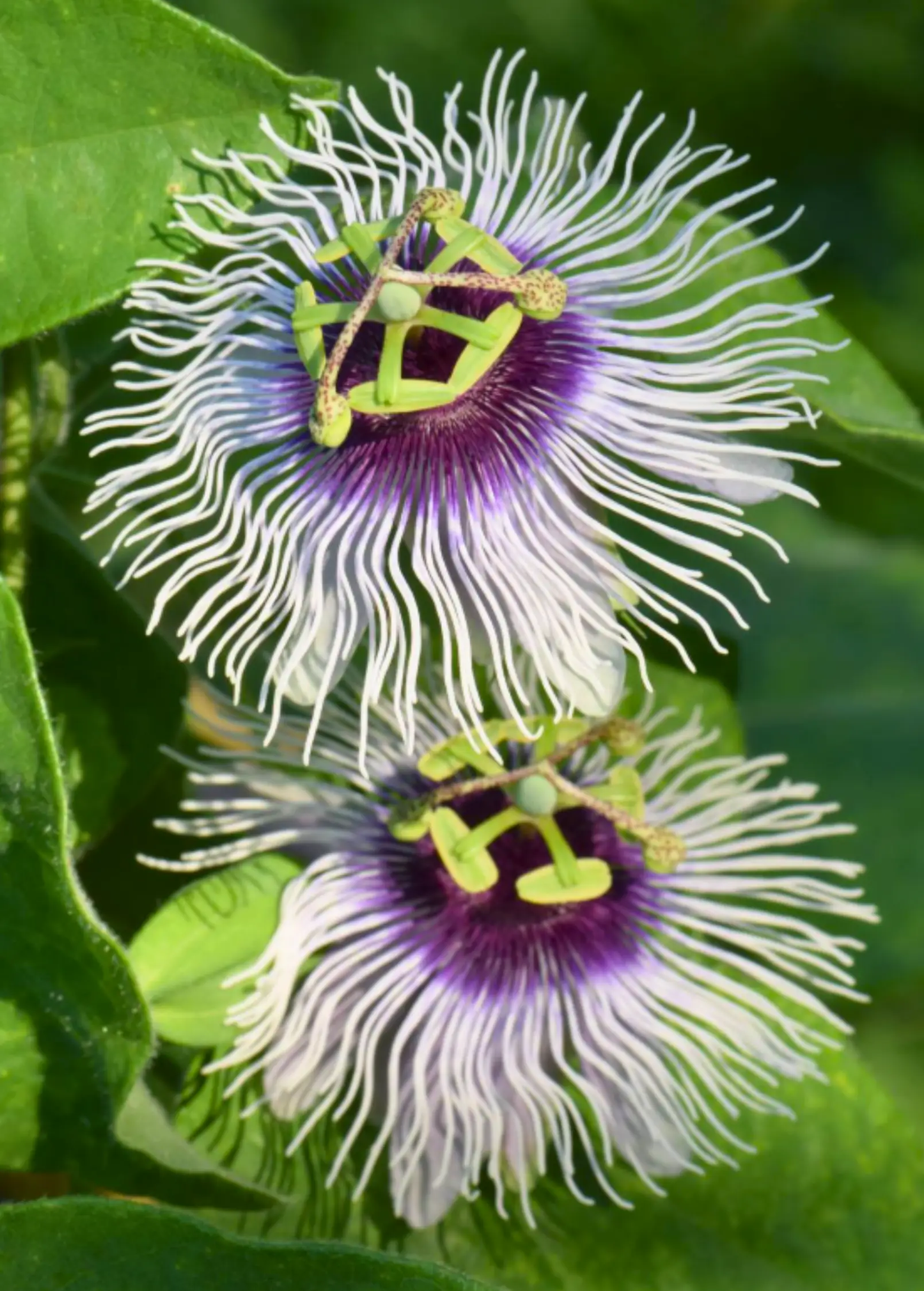 Passiflora Plant Bounty passionfruit vine with purple center and white filaments, green leaves on Tampa Home & Garden Store