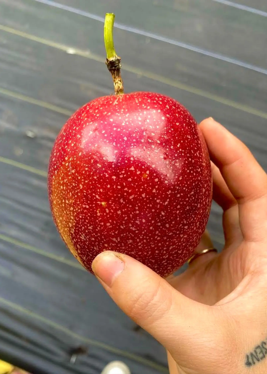 Passion fruit Panama Red (Passiflora edulis) with red speckled skin held in hand on Tampa Home & Garden Store