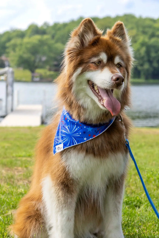 Patriotic Dog Bandana - Tampa Home & Garden Store
