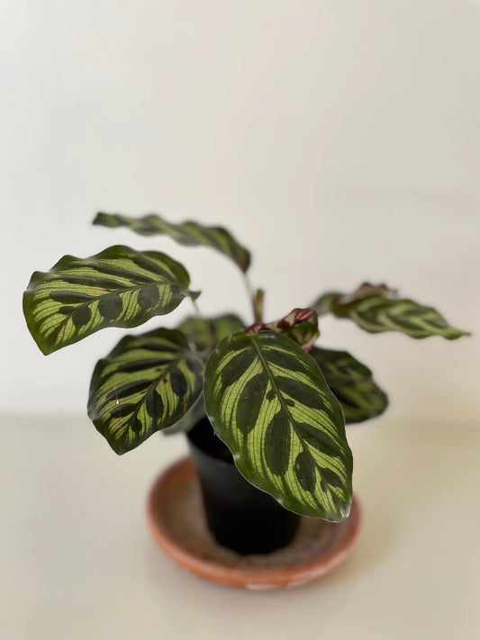 Peacock Makoyana Calathea potted houseplant with variegated green leaves in a terracotta pot on Tampa Home & Garden Store