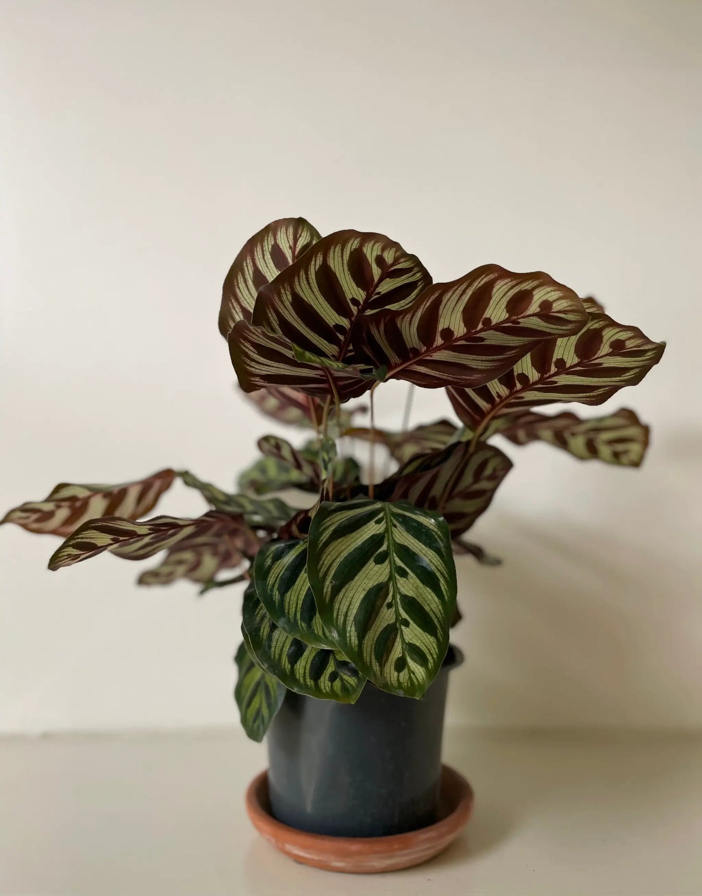 Peacock Makoyana Calathea indoor plant in a dark pot with burgundy and cream striped leaves on Tampa Home & Garden Store