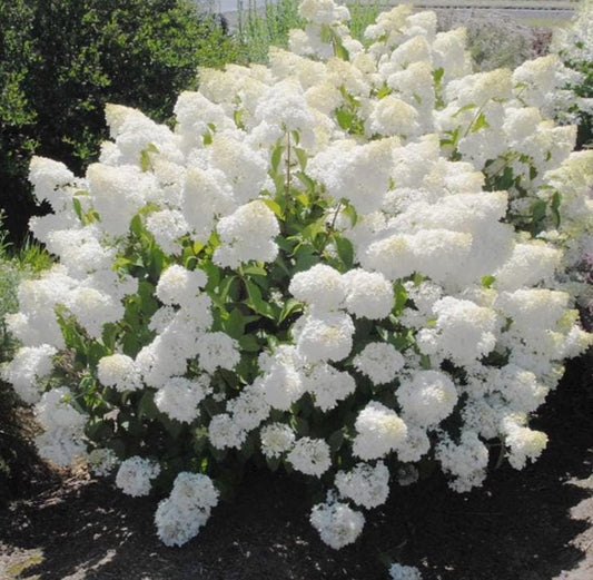 Pee Gee Hydrangea Seeds - Beautiful Attractive Showy and Hardy Perennial Flowers - Tampa Home & Garden Store