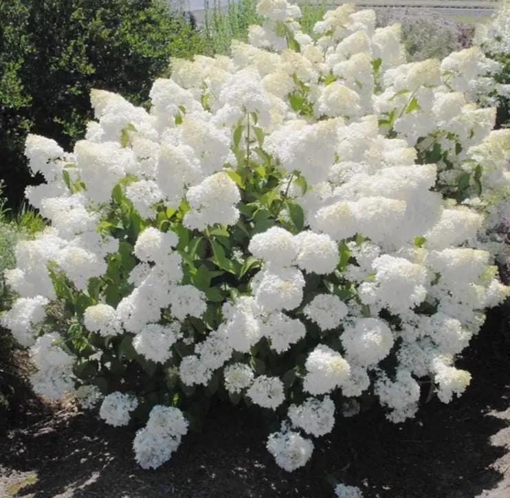 Pee Gee Hydrangea shrub with dense white bloom clusters on Tampa Home & Garden Store
