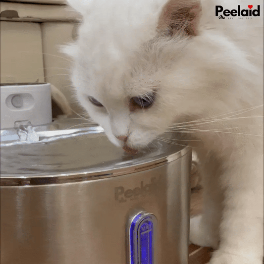 Peelaid™ SST Wireless Fountain - Tampa Home & Garden Store
