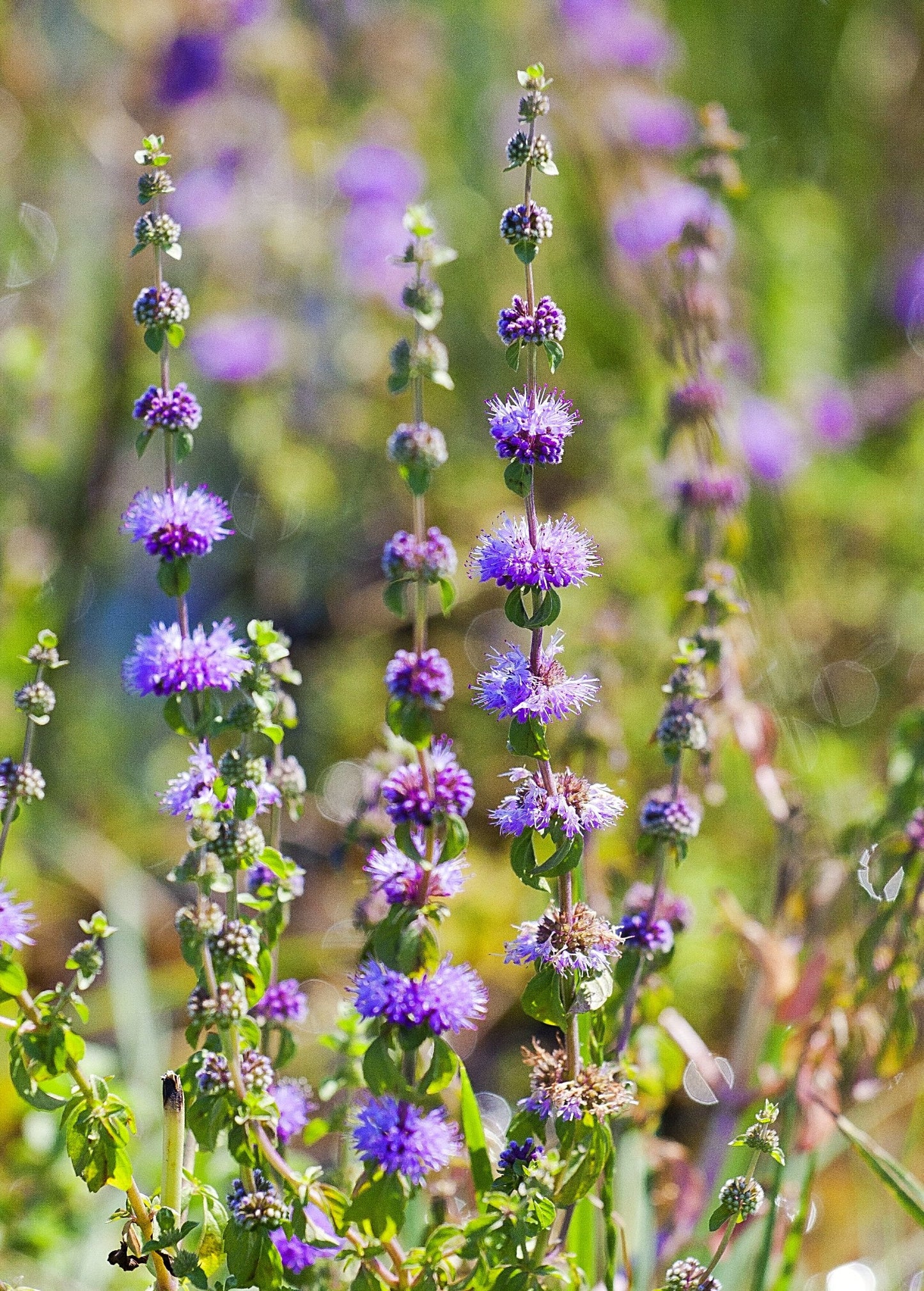 Pennyroyal (Mentha pulegium) - Tampa Home & Garden Store