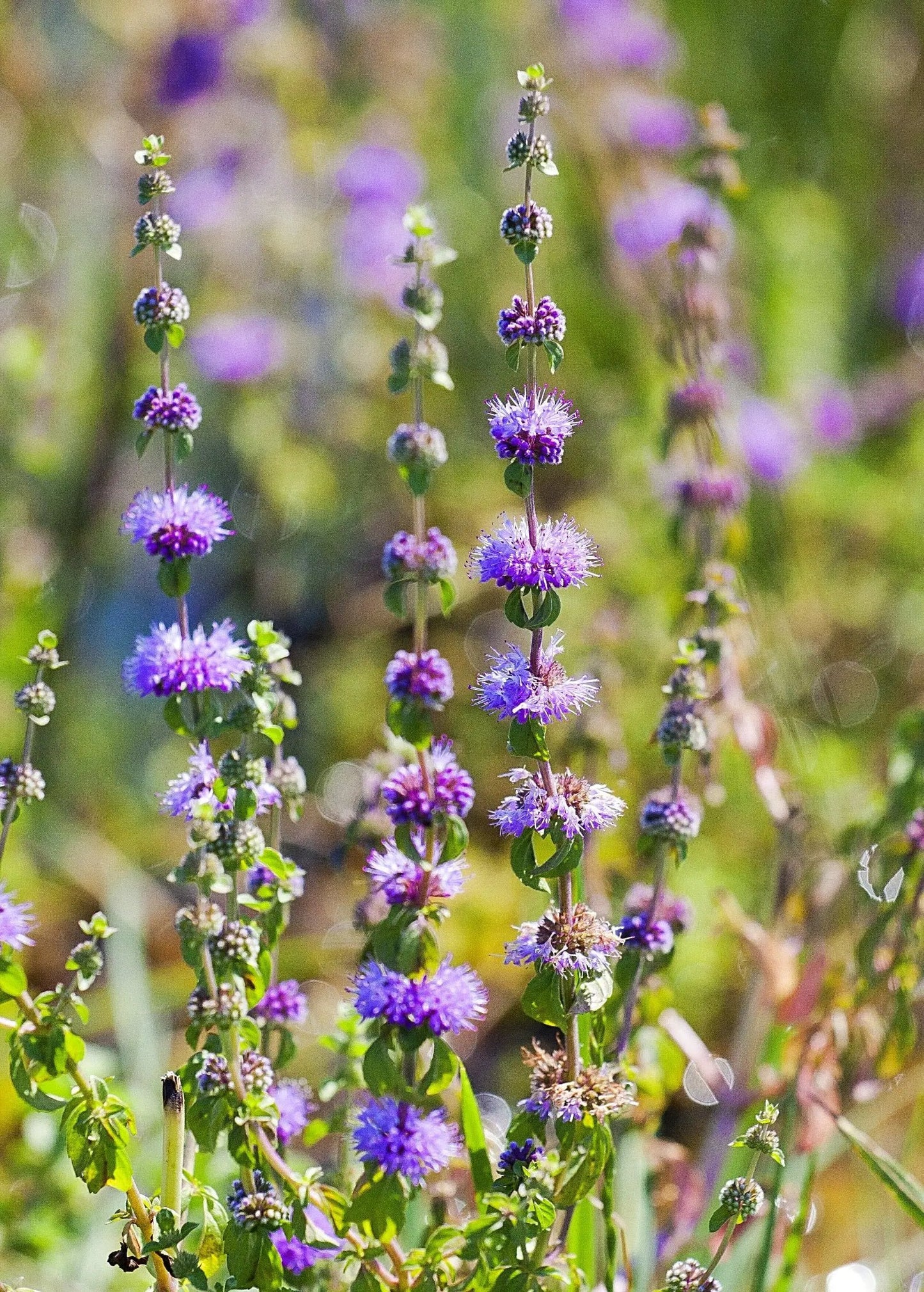 Pennyroyal plant Mentha pulegium with purple flower spikes and green leaves on Tampa Home & Garden Store