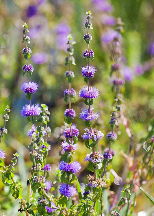 Pennyroyal plant Mentha pulegium with purple flower spikes and green leaves on Tampa Home & Garden Store
