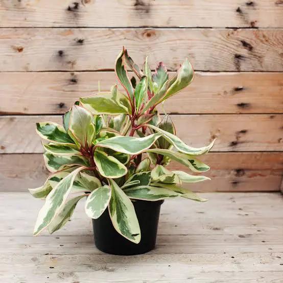 Peperomia Ginny variegated green leaves in small black pot Potted Houseplant on Tampa Home & Garden Store