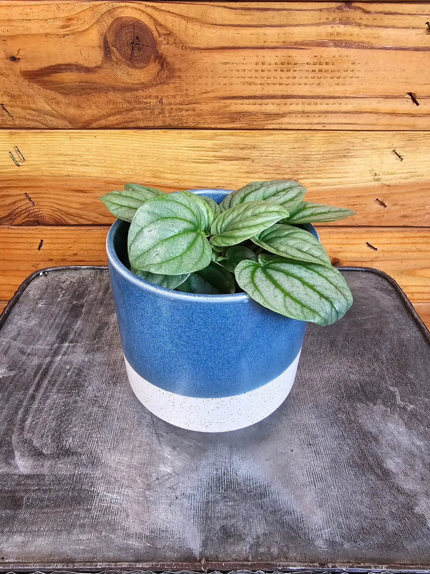 Peperomia Moonlight, 4" Plant - Tampa Home & Garden Store