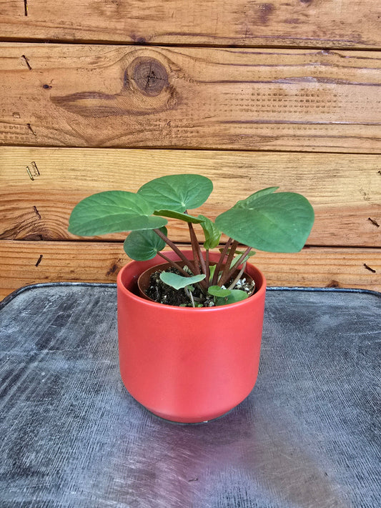Peperomia Rana Verde, 2" Plant - Tampa Home & Garden Store