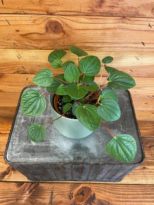 Peperomia Rana Verde plant in a 4-inch pot with glossy leaves and red stems on wood board on Tampa Home & Garden Store