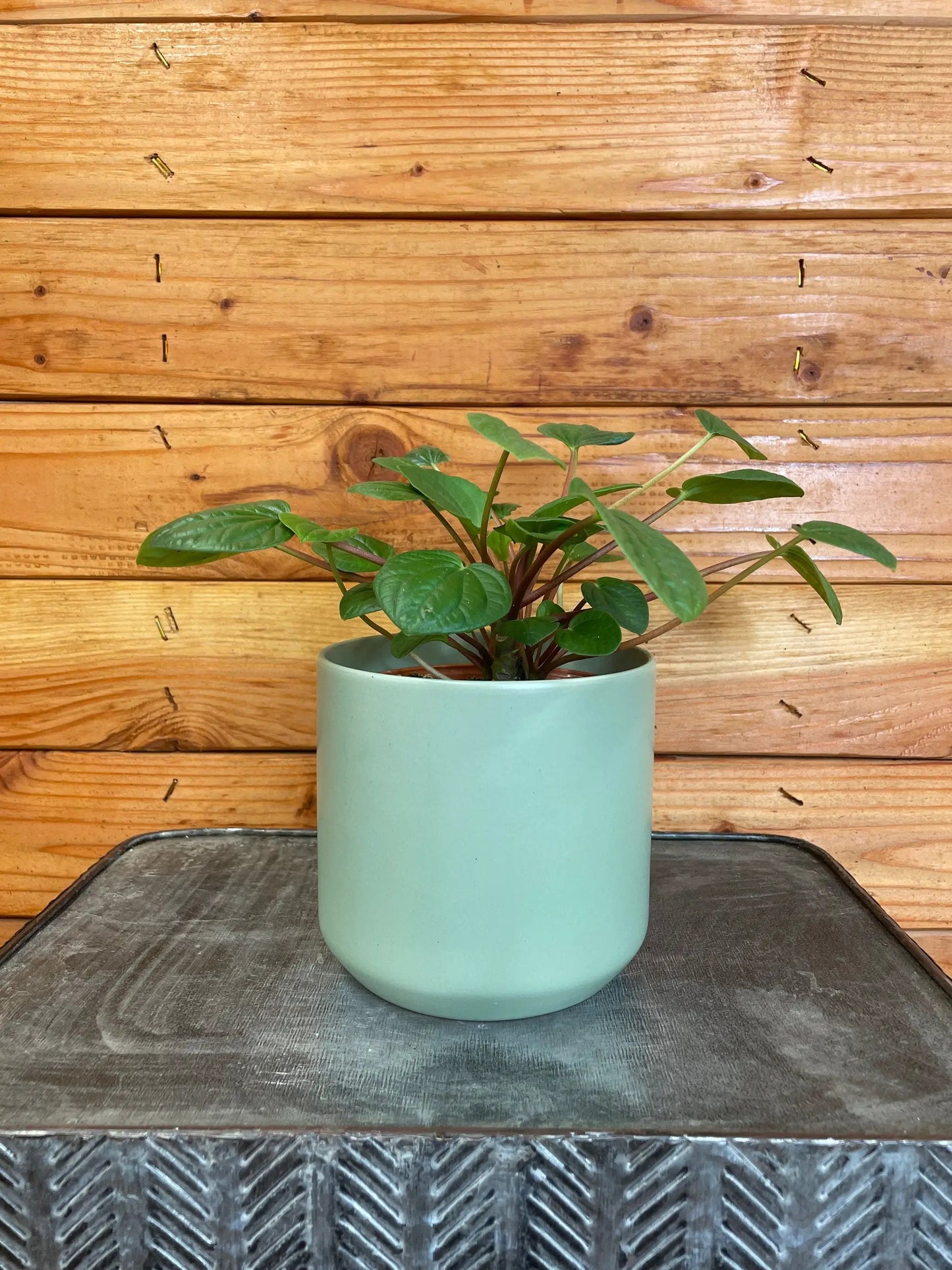 Peperomia Rana Verde 4 inch pot with glossy green leaves in a teal ceramic pot on Tampa Home & Garden Store