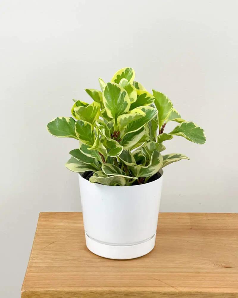 Peperomia Obustifolia compact desk plant with variegated green and cream leaves in a white pot on Tampa Home & Garden Store