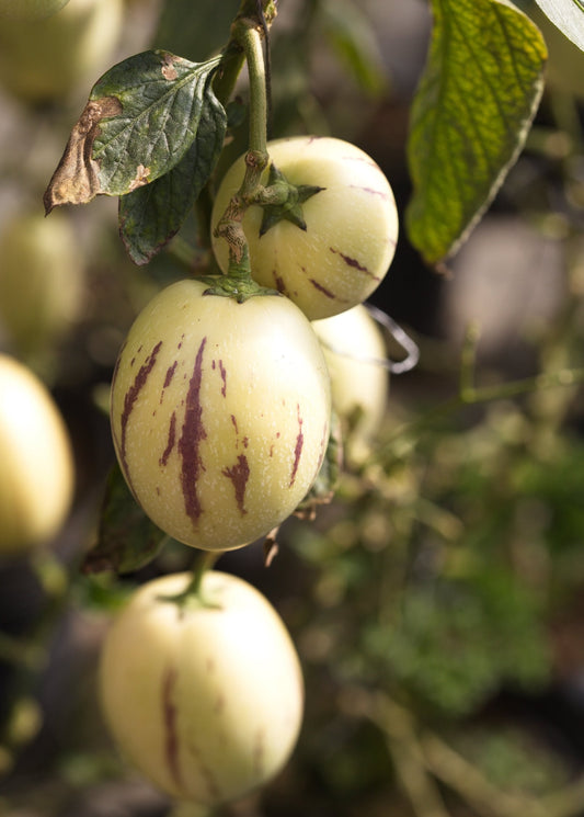 Pepino Dulce (Solanum muricatum) - Tampa Home & Garden Store