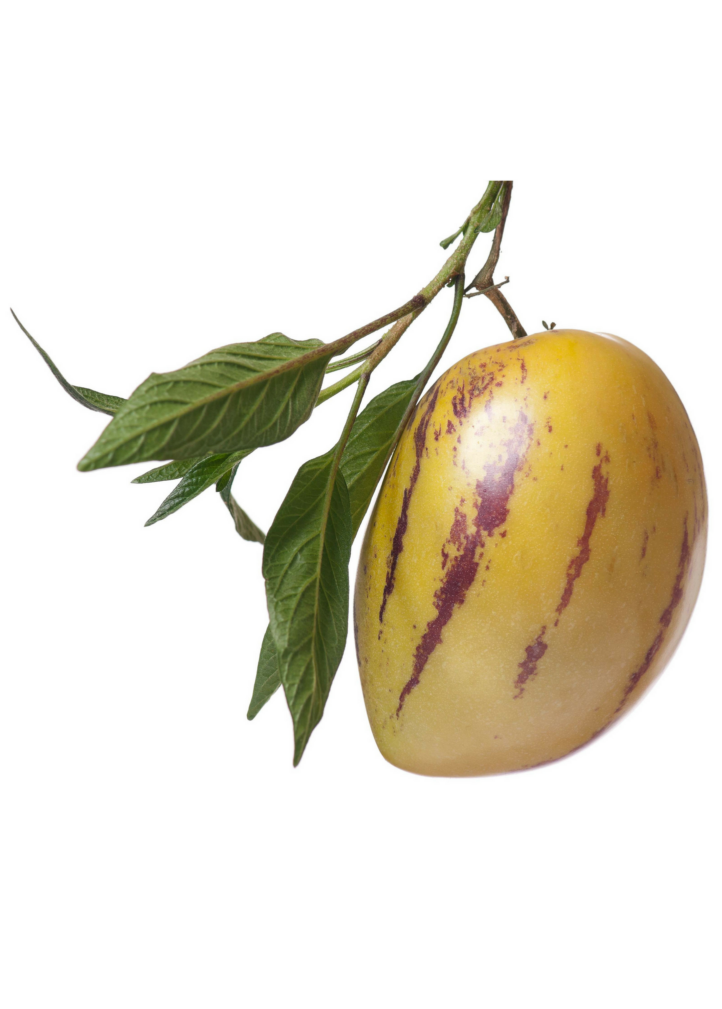 Pepino Dulce (Solanum muricatum) - Tampa Home & Garden Store