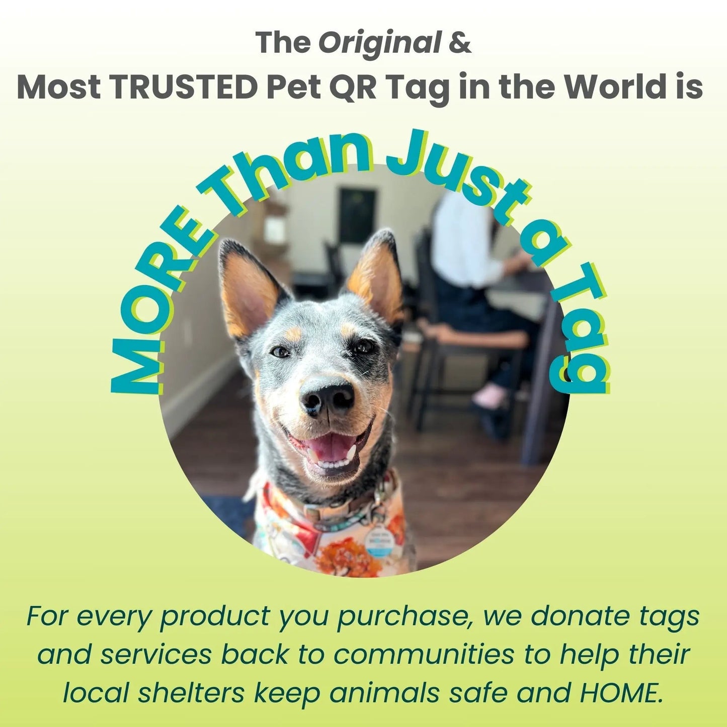 PetHub Pet Safety Decal featuring a happy dog in a circular frame with teal arch text on Tampa Home & Garden Store