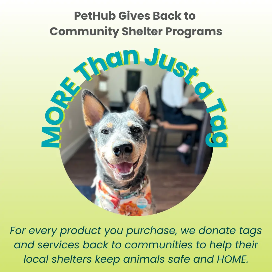 PetHub QR ID Tag digital pet tag on dog with bandana, badge More Than Just a Tag on Tampa Store on Tampa Home & Garden Store