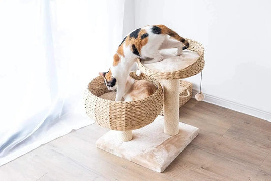 PetPals Cozy Cat Tree Eco Friendly for Cats, woven basket cat tree with sisal posts, two cats on Tampa Home & Garden Store