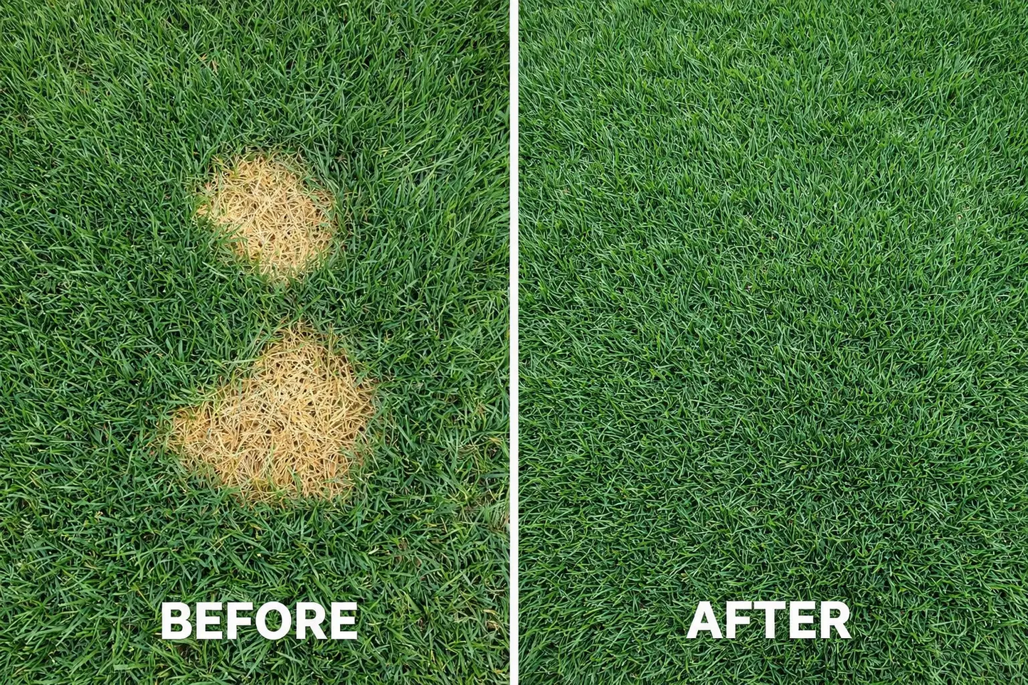 Dog Spot Repair | Pet Spot Lawn Repair - Tampa Home & Garden Store