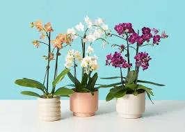 Phalaenopsis Orchid Elegant Arching Blooms three potted orchids in ceramic pots houseplants on Tampa Home & Garden Store