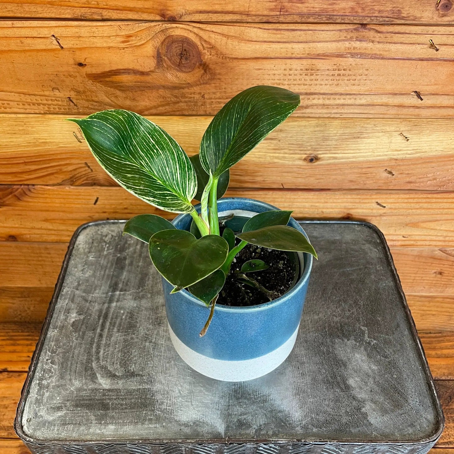 Philodendron Birkin, 4" Plant - Tampa Home & Garden Store