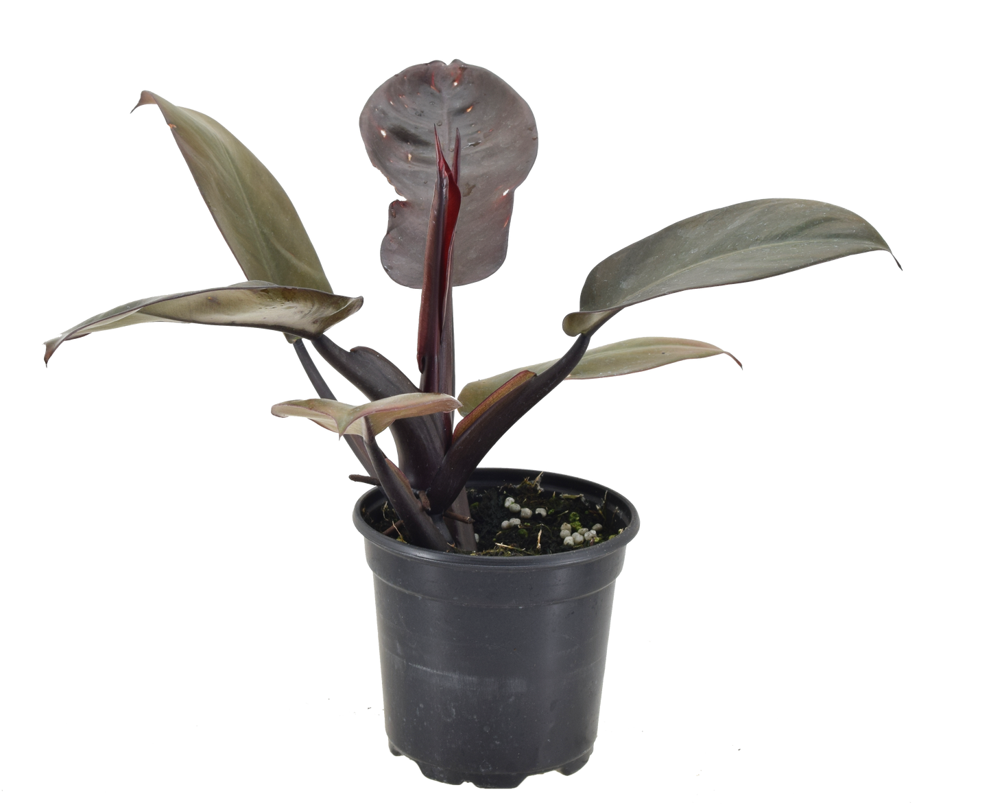Philodendron Black Cardinal plant in 4-inch grower pot with dark burgundy leaves on Tampa Home & Garden Store