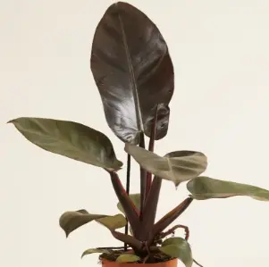 Philodendron Black Cardinal indoor plant with dark burgundy leaves and red stems in a pot on Tampa Home & Garden Store