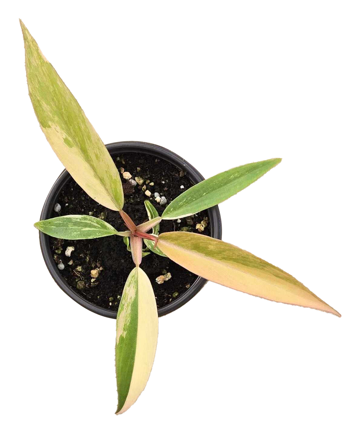 Philodendron Caramel Marble Variegated Pot plant with cream-green leaves and pink stems on Tampa Home & Garden Store