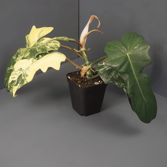 Philodendron Florida Beauty x Mayoi - Tampa Home & Garden Store